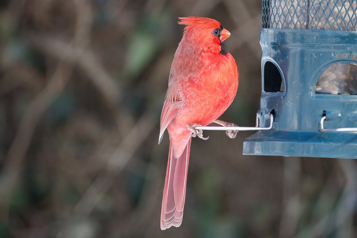 Best Bird Feeders for Cardinals: Top 7 Picks That Actually Work 9 Best Bird Feeders for Cardinals Top