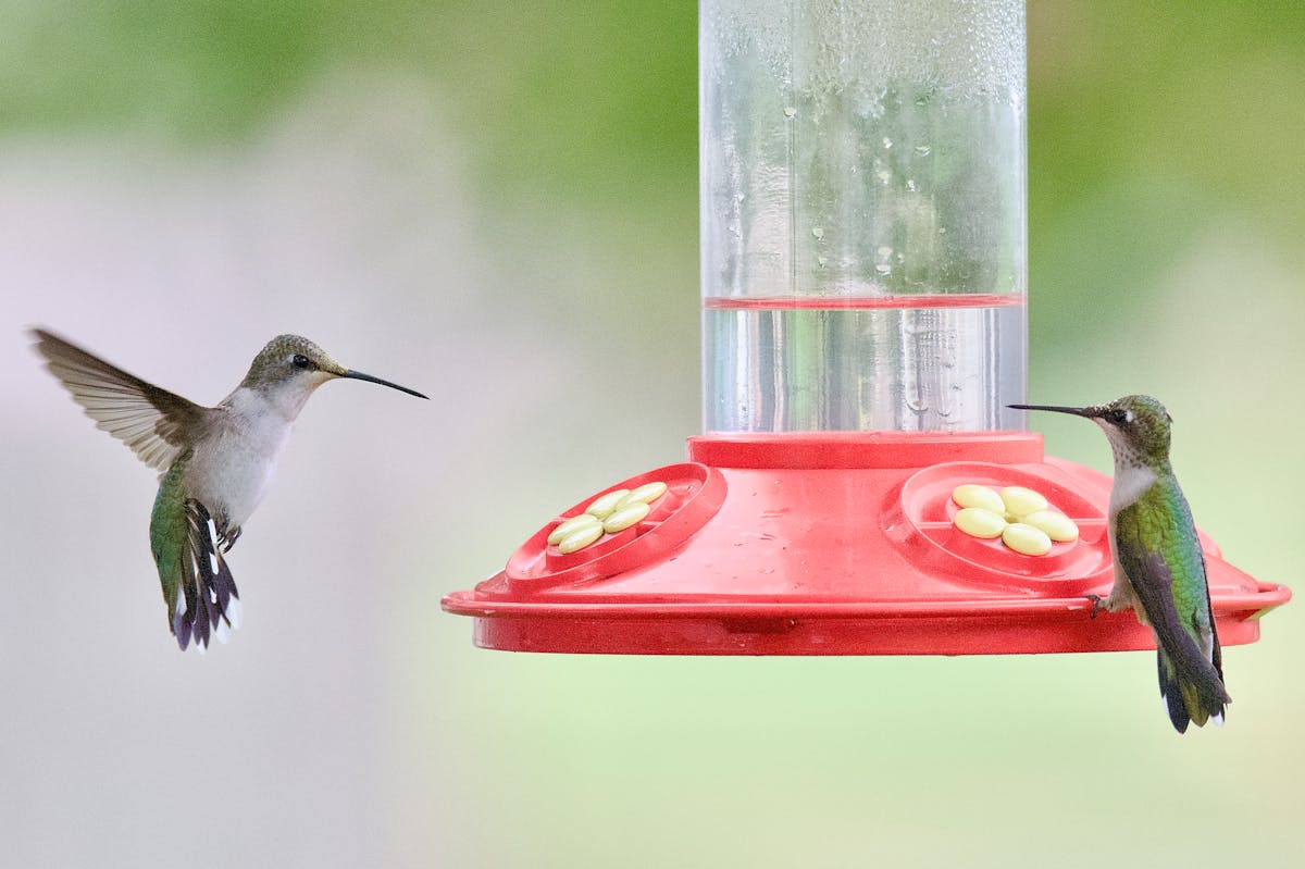 Best Hummingbird Feeder made in USA 2026 1 Best Hummingbird Feeder made in USA 2026