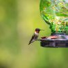 Best Hummingbird Feeder made in USA 2026 2 Best Hummingbird Feeder made in USA 2026