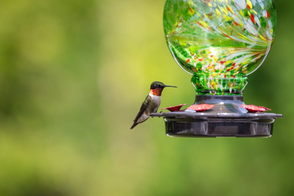 Best Hummingbird Feeder made in USA 2026