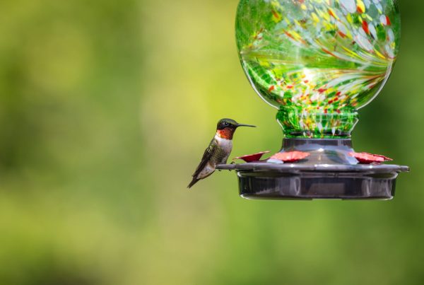 Best Hummingbird Feeder made in USA 2026 11 Best Hummingbird Feeder made in USA 2026