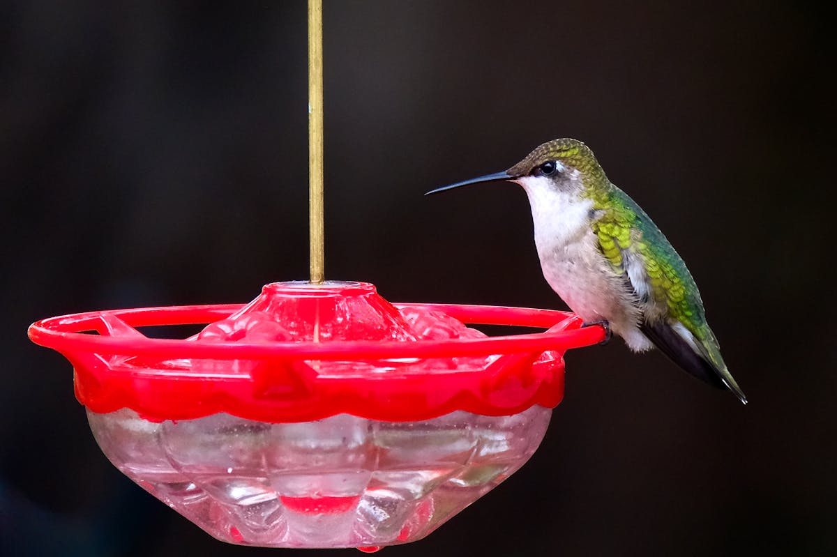 Best Hummingbird Feeder made in USA 2026 2 Best Hummingbird Feeder made in USA 2026