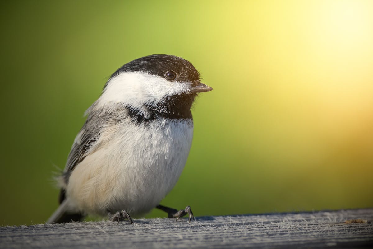 15 Birds That Are Secretly More Intelligent Than You Might Think 4 Black-Capped Chickadee — The Small Schemer