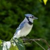 Blue Jay Facts: 25 Surprising Things About This Brilliant Bird 1 Blue Jay Facts 25 Surprising Things About This Brilliant Bird