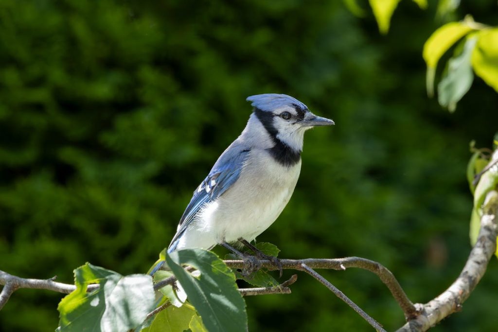 Blue Jay Facts 25 Surprising Things About This Brilliant Bird