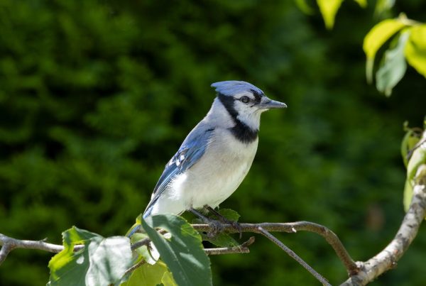 Blue Jay Facts: 25 Surprising Things About This Brilliant Bird 3 Blue Jay Facts 25 Surprising Things About This Brilliant Bird