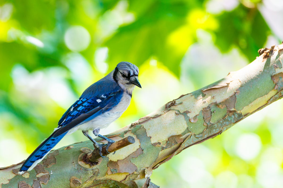 15 Birds That Are Secretly More Intelligent Than You Might Think 2 Blue Jay — The Alarm System With Goals