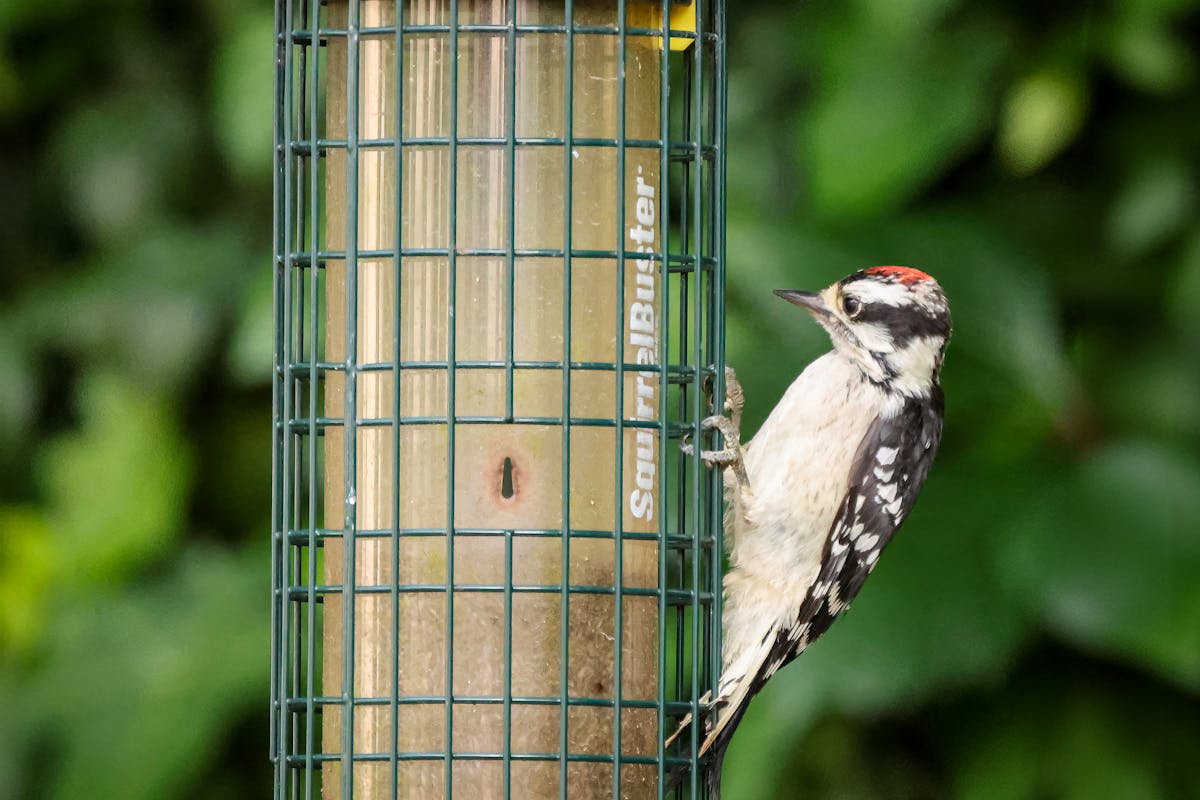 Best Bird Feeders for Cardinals: Top 7 Picks That Actually Work 2 Brome Squirrel Buster Plus