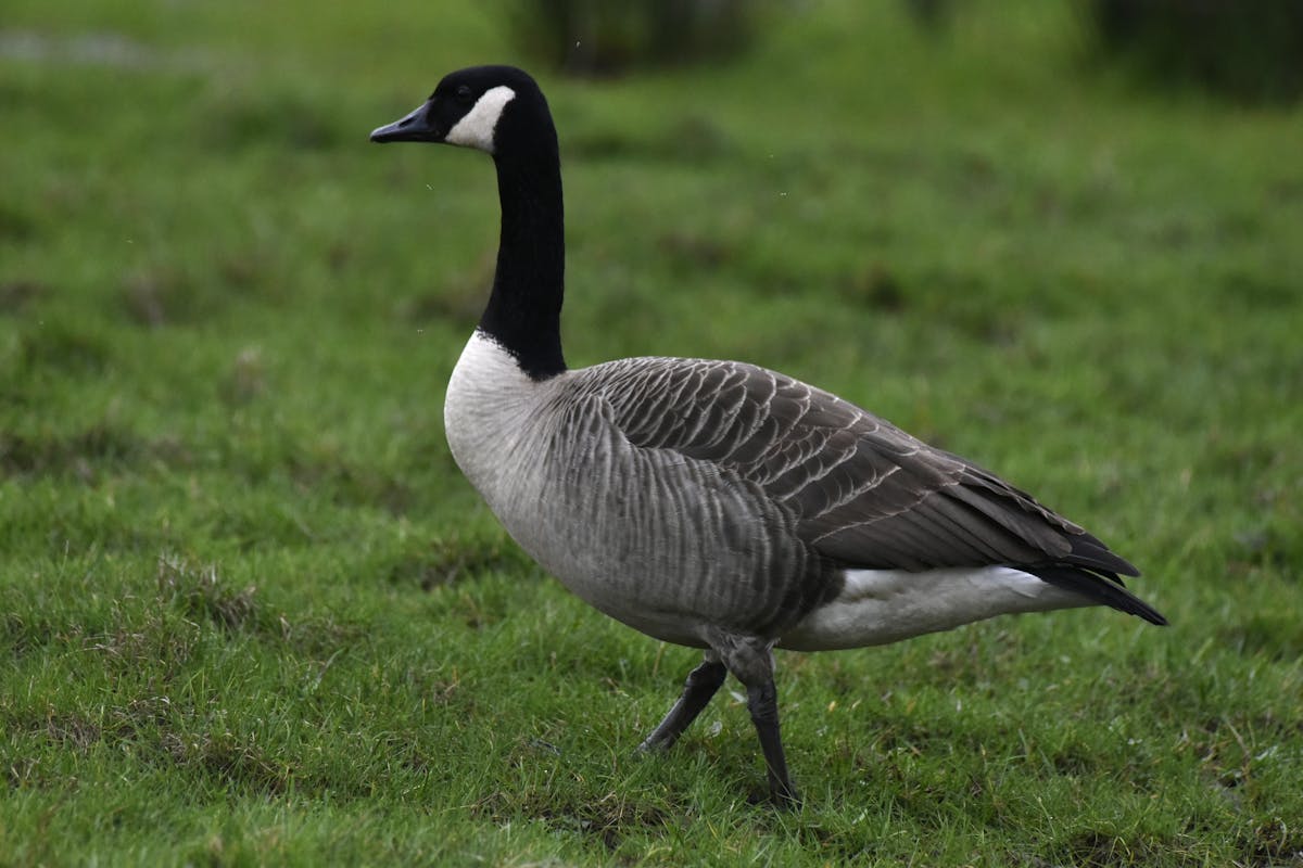 15 Birds That Are Secretly More Intelligent Than You Might Think 10 Canada Goose — The Social Strategist
