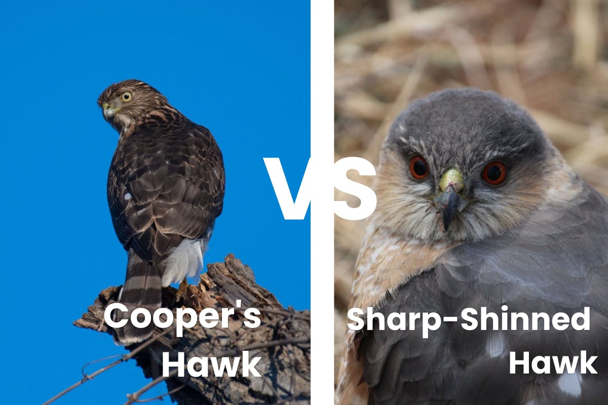 10 Almost Identical Backyard Birds (And How to Tell Them Apart) 4 Cooper's Hawk vs. Sharp-Shinned Hawk