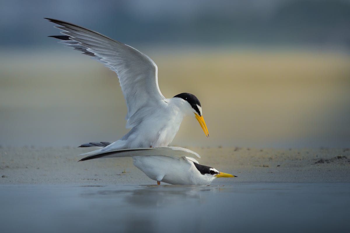 Do Birds Mate for Life? The Surprising Answer for 12 Popular Species 2 Do Birds Mate for Life Surprising Answer