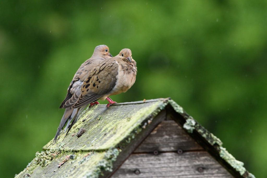 Do Birds Mate for Life Surprising Answer