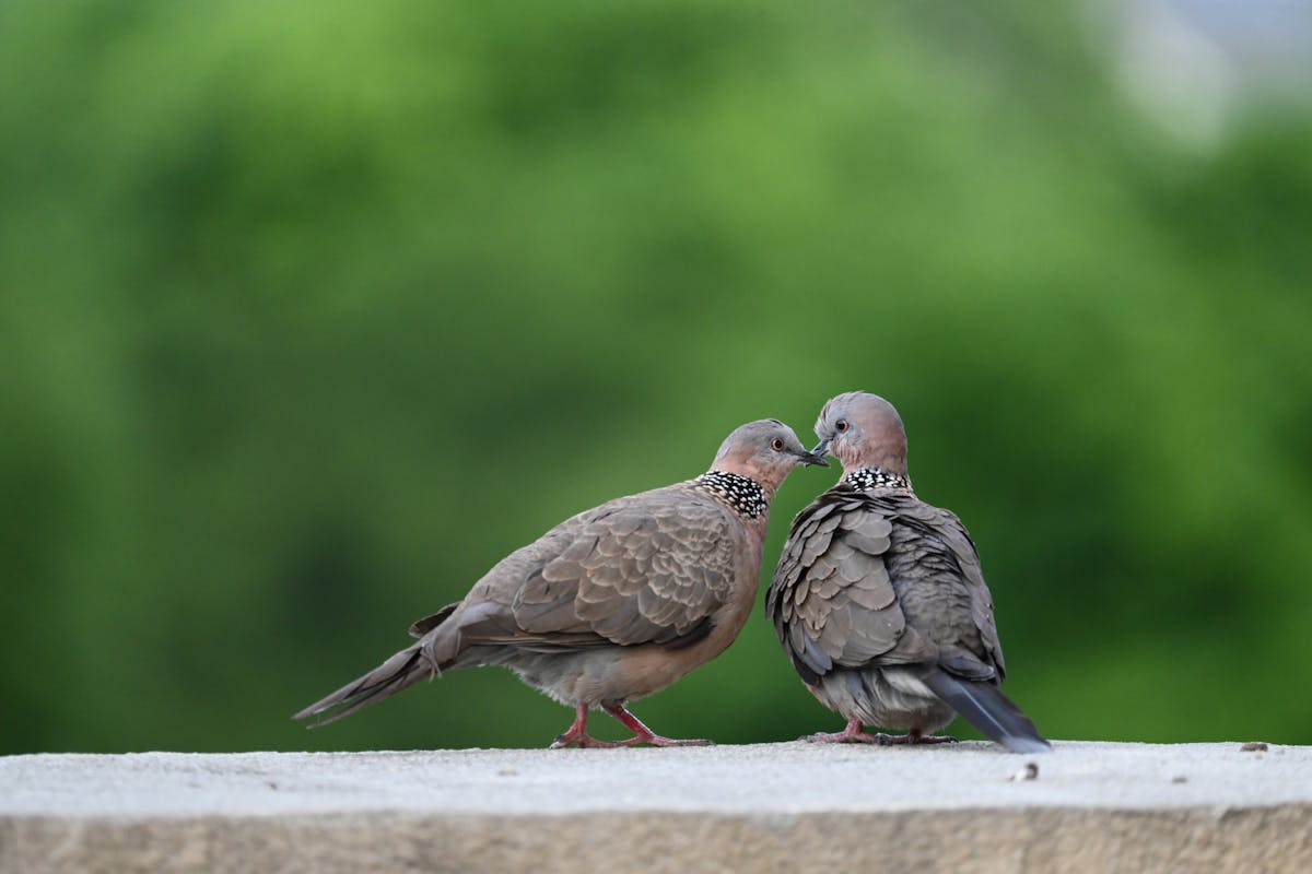 Do Birds Mate for Life? The Surprising Answer for 12 Popular Species 1 Do Birds Mate for Life Surprising Answer