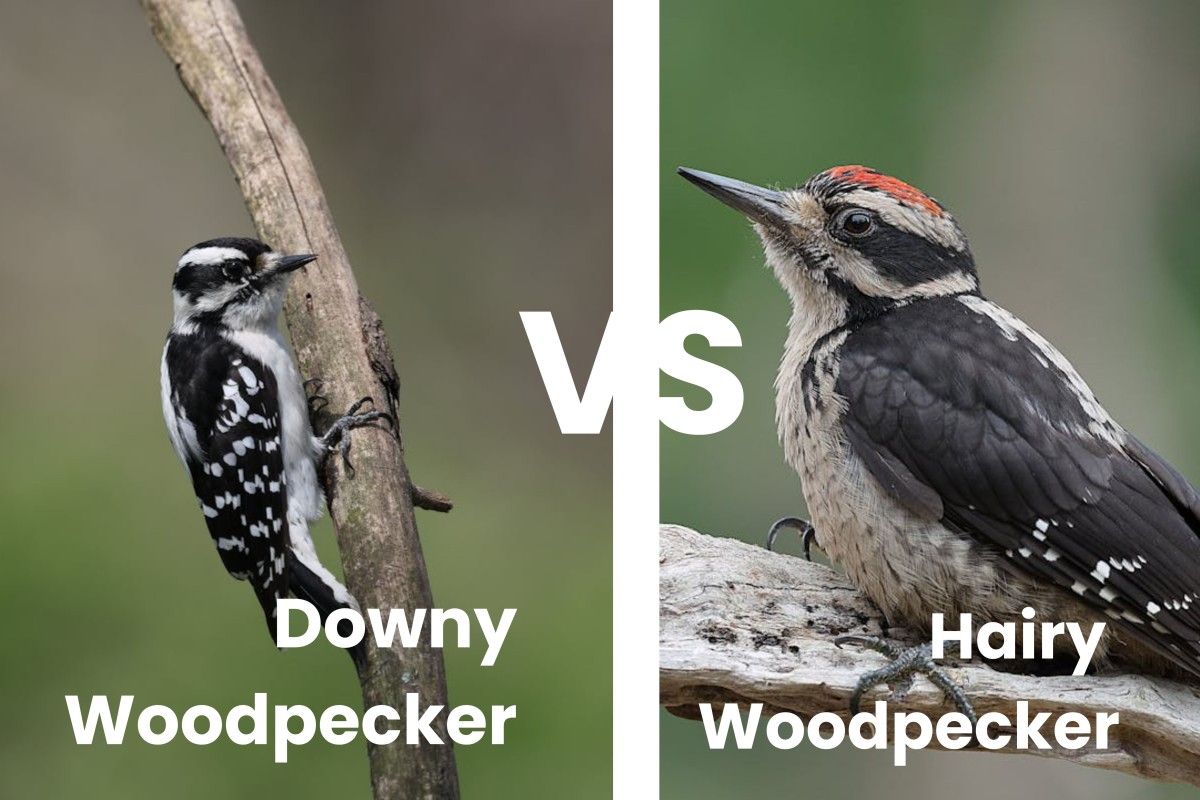 10 Almost Identical Backyard Birds (And How to Tell Them Apart) 2 Downy Woodpecker vs. Hairy Woodpecker