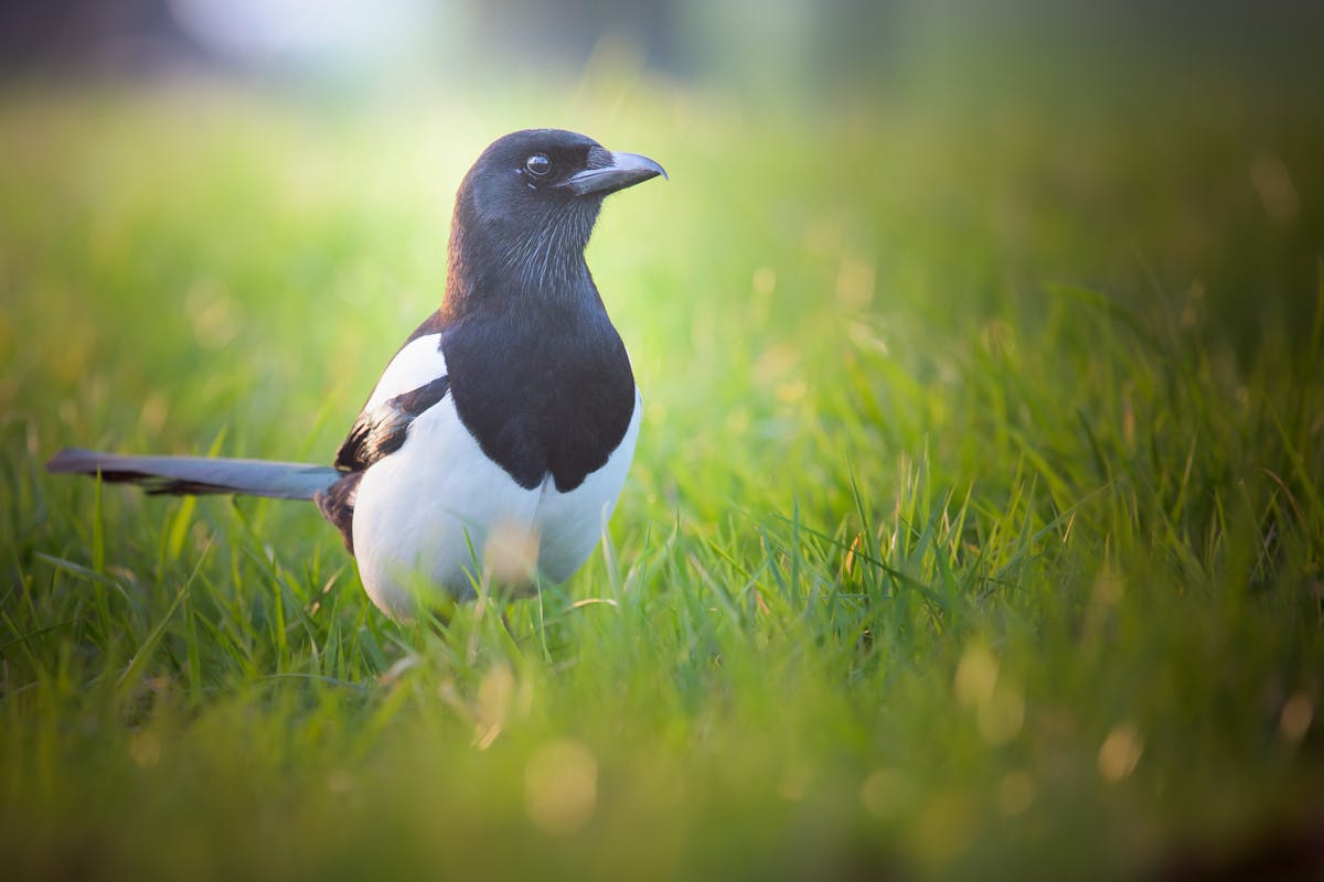 15 Birds That Are Secretly More Intelligent Than You Might Think 5 Eurasian Magpie — The Mirror Test