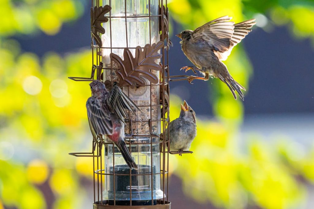 Feeding Wild Birds in Summer