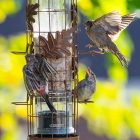 Feeding Wild Birds in Summer: What You Should Know 9 Feeding Wild Birds in Summer