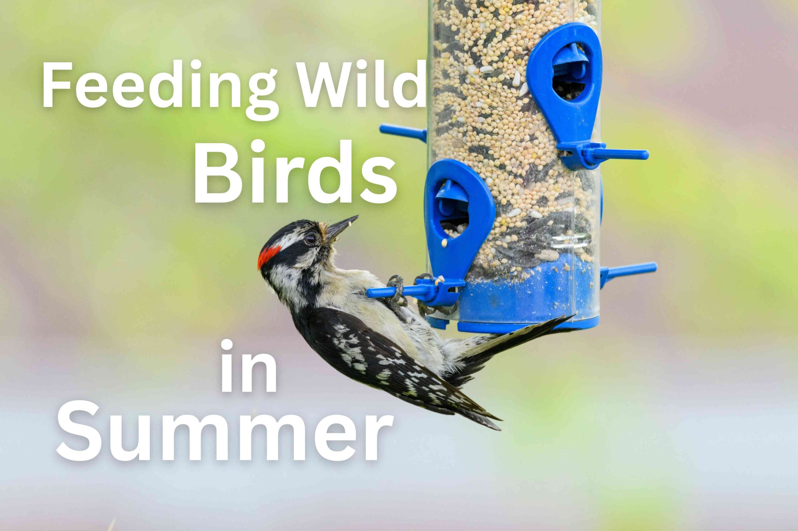 Feeding Wild Birds in Summer: What You Should Know 1 Feeding Wild Birds in Summer