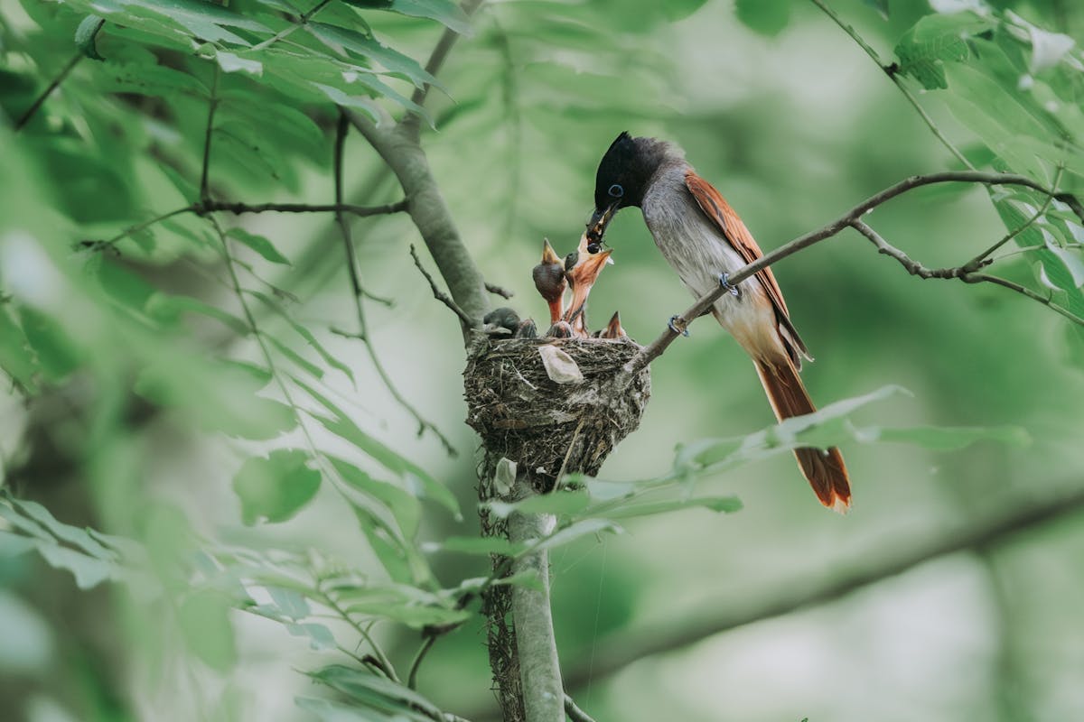 Feeding Wild Birds in Summer: What You Should Know 2 Absolutely Avoid When Feeding Birds