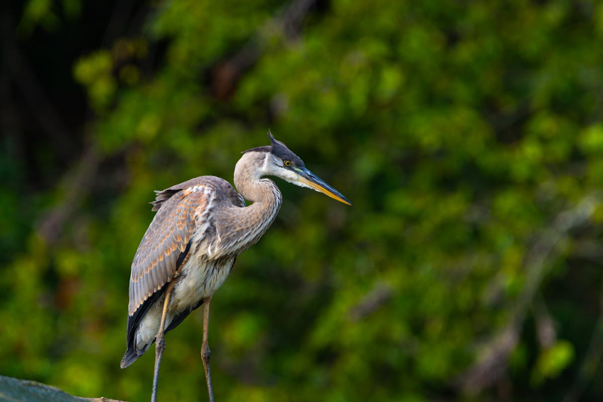 15 Birds That Are Secretly More Intelligent Than You Might Think 12 Great Blue Heron — The Calculator
