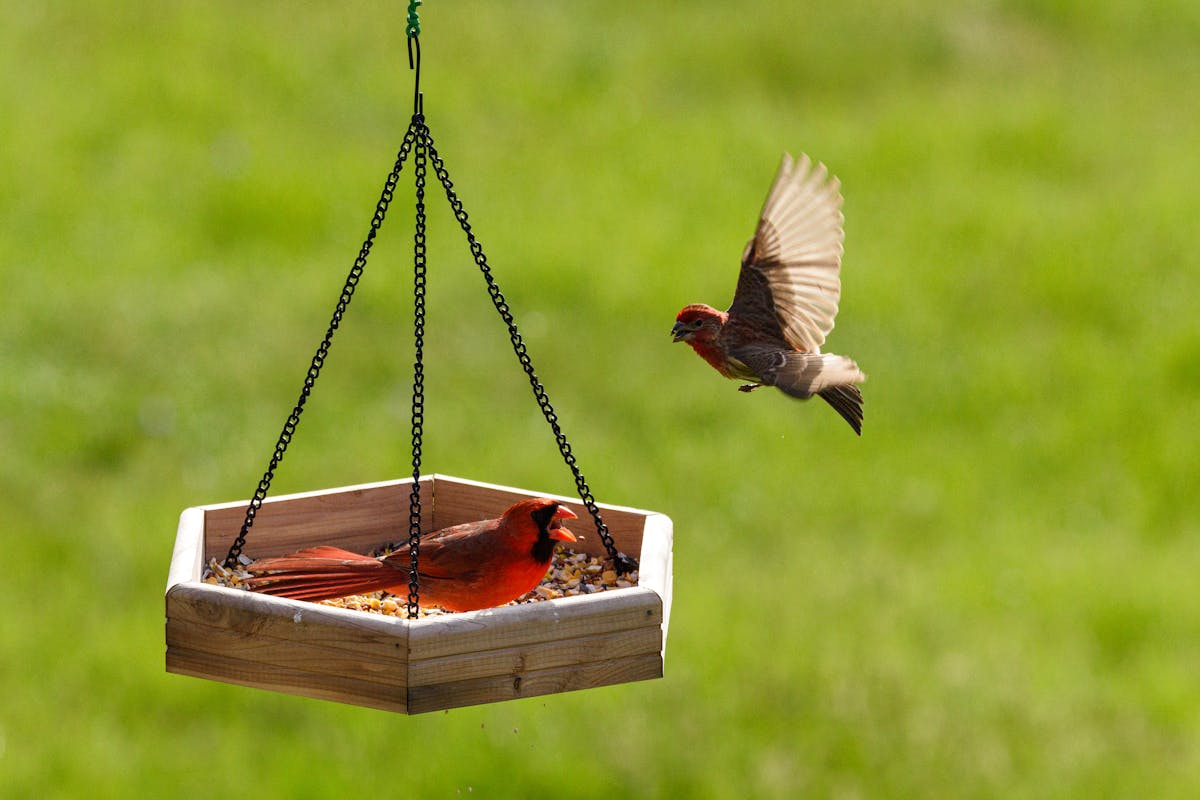 Best Bird Feeders for Cardinals: Top 7 Picks That Actually Work 5 Heritage Farms Absolute Feeders