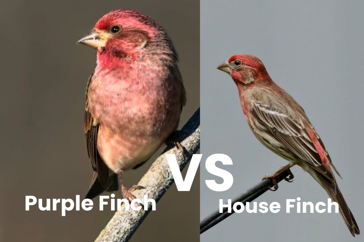 10 Almost Identical Backyard Birds (And How to Tell Them Apart) 3 House Finch vs. Purple Finch
