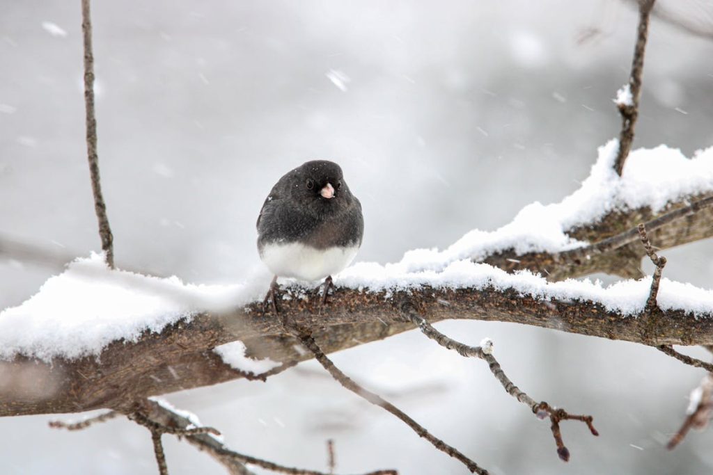 Birds Survive Snowstorm Incredible Truth