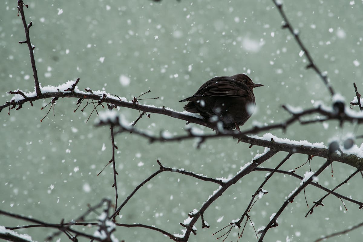 How Do Birds Survive Snowstorms? The Incredible Truth 1 How Do Birds Survive Snowstorms