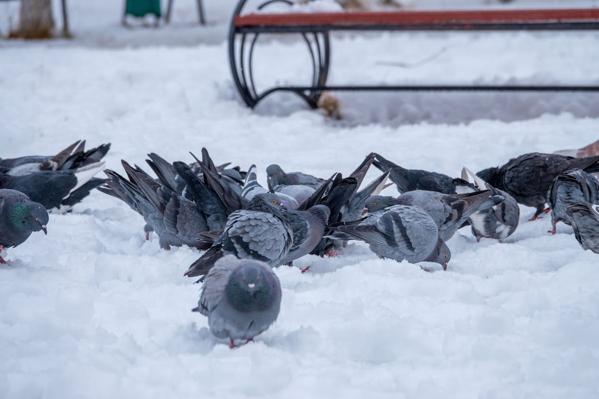 How Do Birds Survive Snowstorms? The Incredible Truth 2 Amazing Memory of Black-capped Chickadees