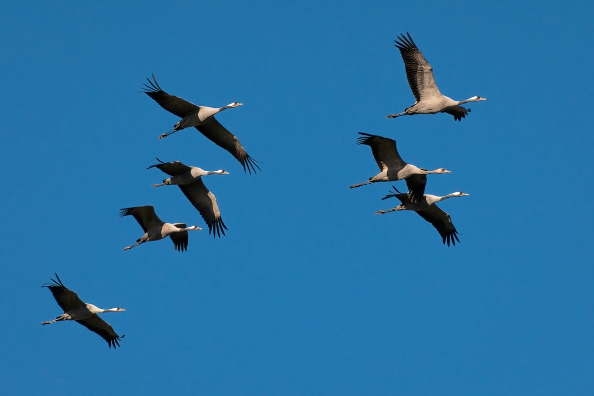 How do birds know where to go when they migrate? The Incredible Navigation System 2 birds know where to go when they migrate