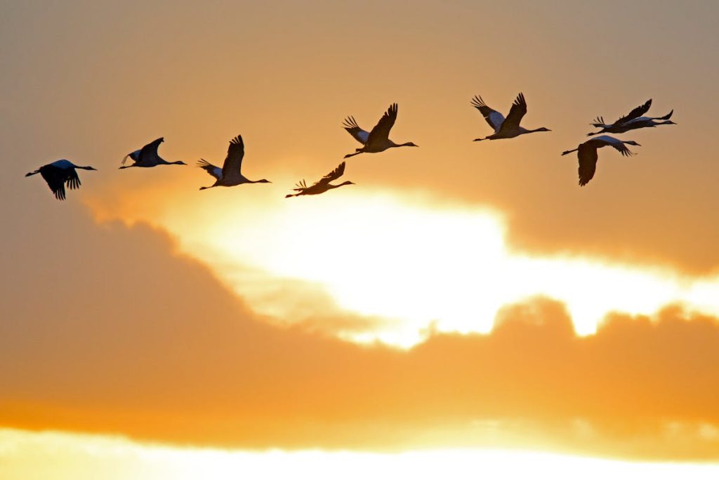 How do birds know where to go when they migrate