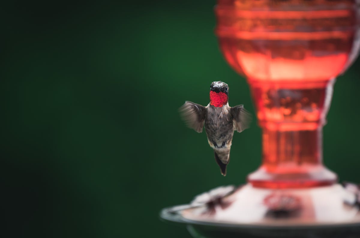 Hummingbird Nectar Recipe: The Only Guide You'll Ever Need 2 Hummingbird Nectar Recipe The Only Guide You'll Ever Need