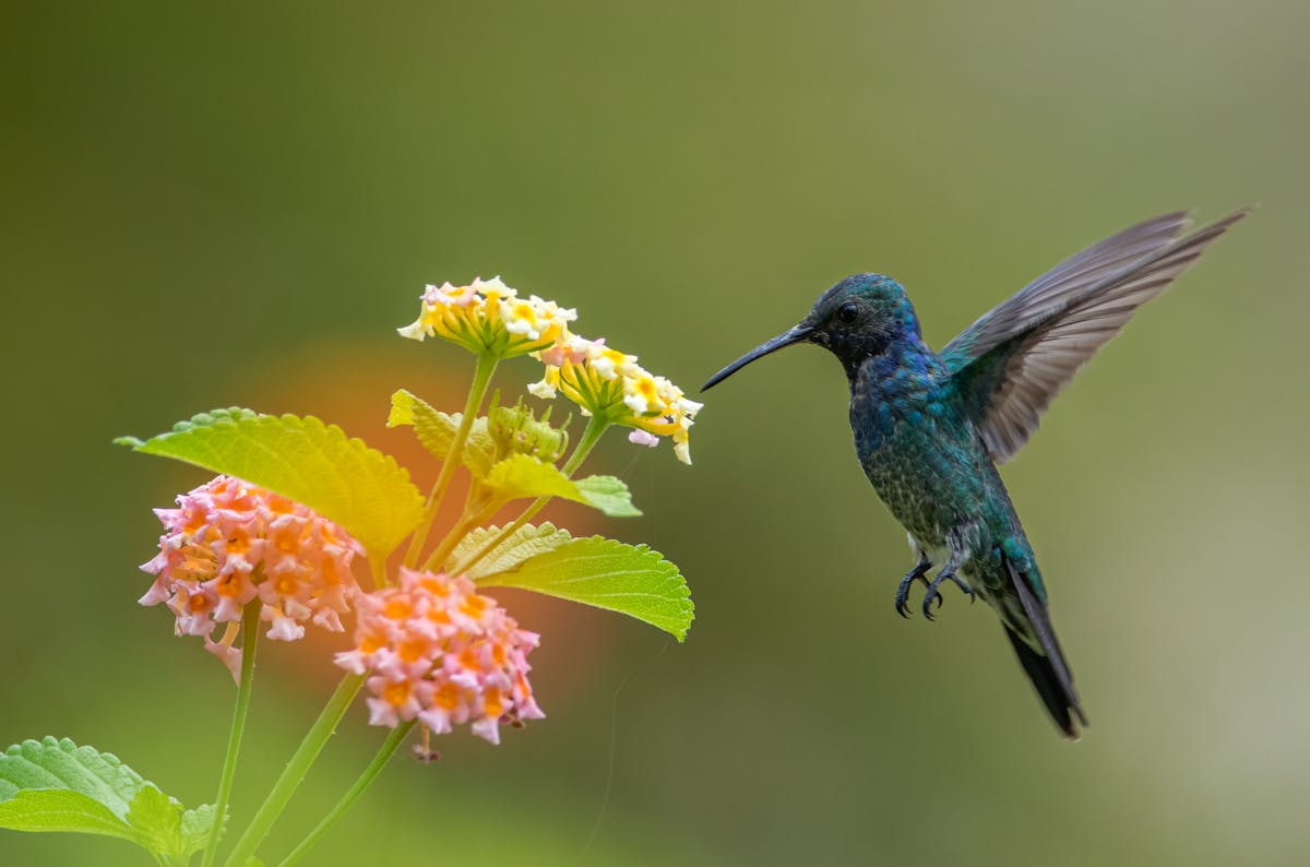Hummingbird Nectar Recipe: The Only Guide You'll Ever Need 1 Hummingbird Nectar Recipe The Only Guide You'll Ever Need