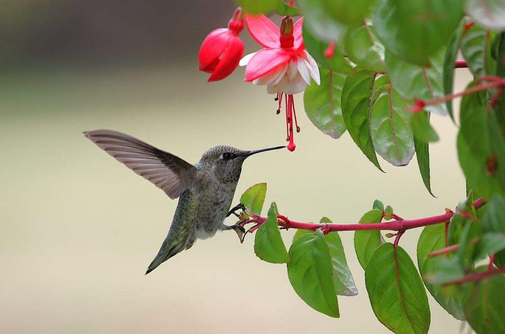 Hummingbird Nectar Recipe The Only Guide You'll Ever Need