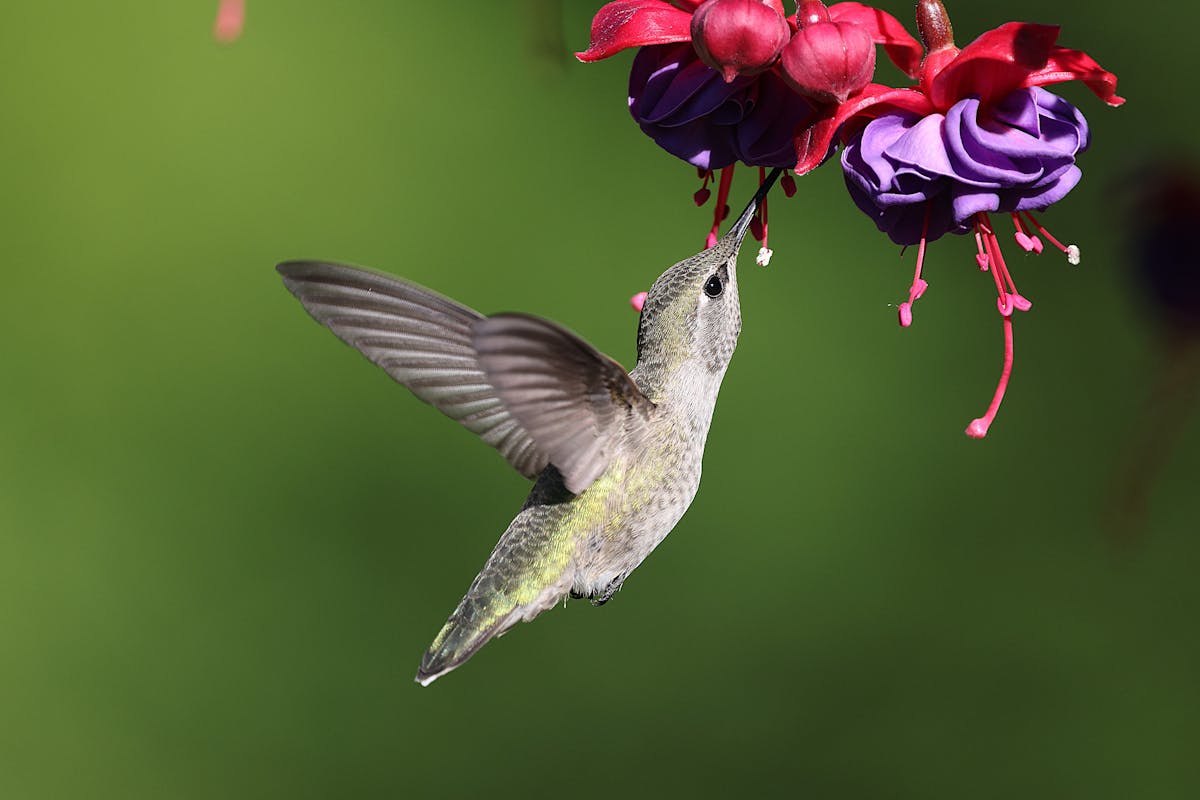 15 Birds That Are Secretly More Intelligent Than You Might Think 14 Hummingbird — Speed, Memory, and Impossible Precision