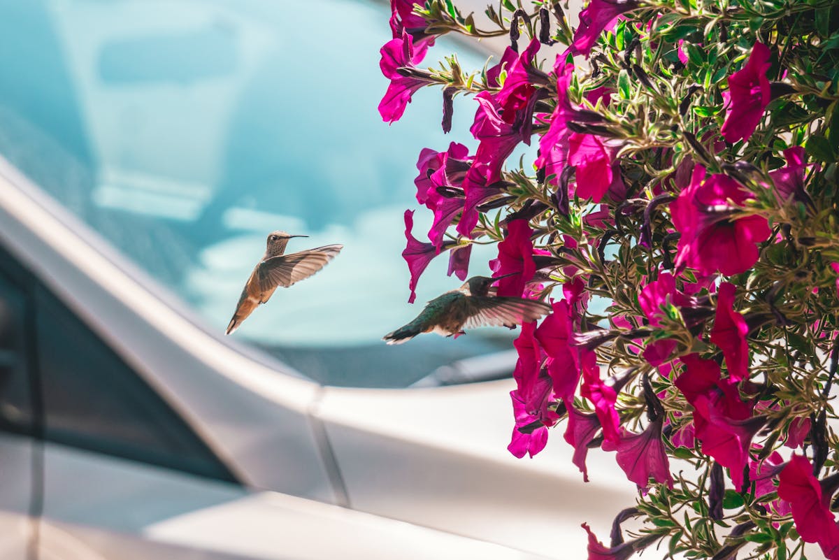 Hummingbirds in Ohio 2026: Migration Map, Arrival Dates & Backyard Tips 2 Hummingbirds in Ohio 2026