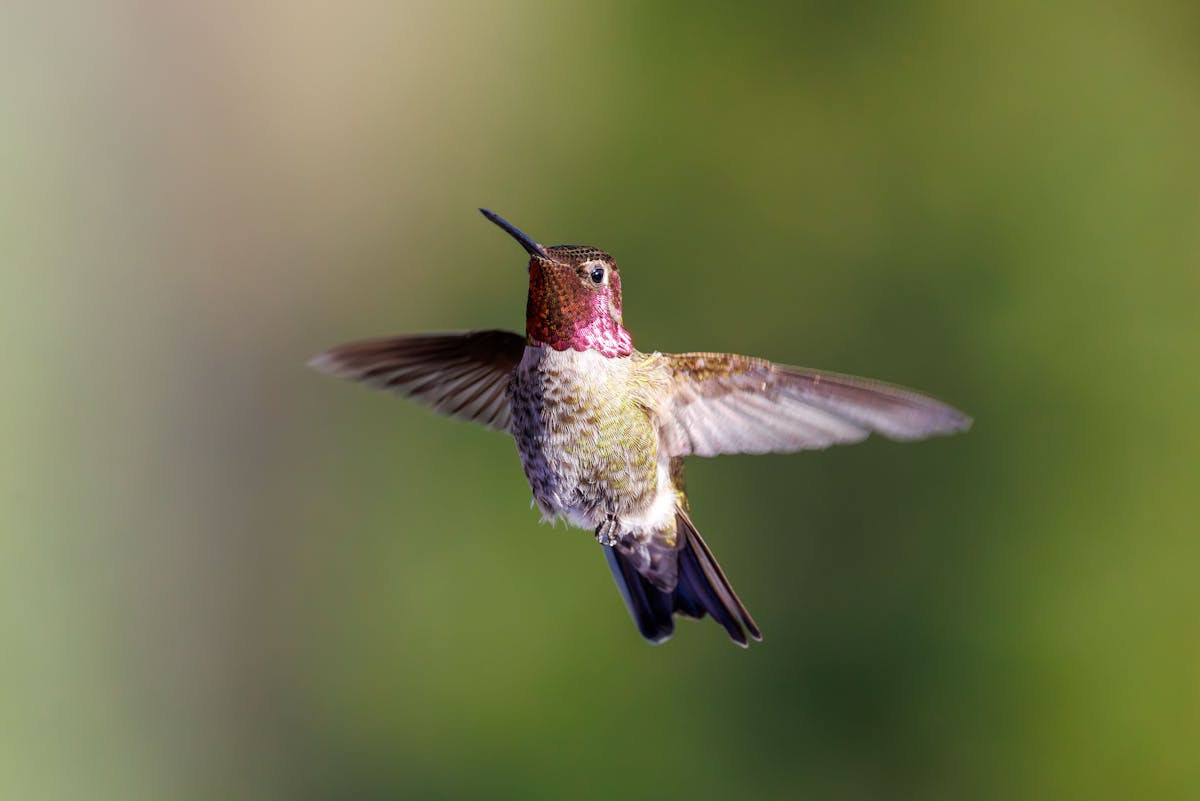 Hummingbirds in Florida 2026
