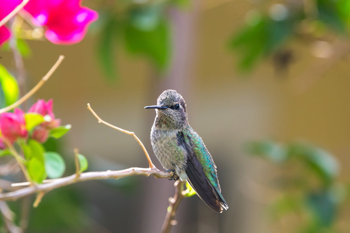 Hummingbirds in California 2026: All Species, Migration & Backyard Tips 2 Hummingbirds in California 2026 All Species, Migration & Backyard Tips