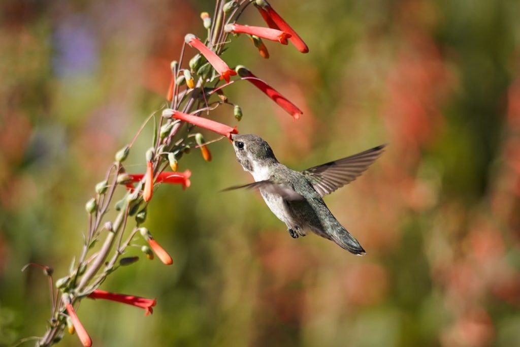 Hummingbirds in California 2026 All Species, Migration & Backyard Tips