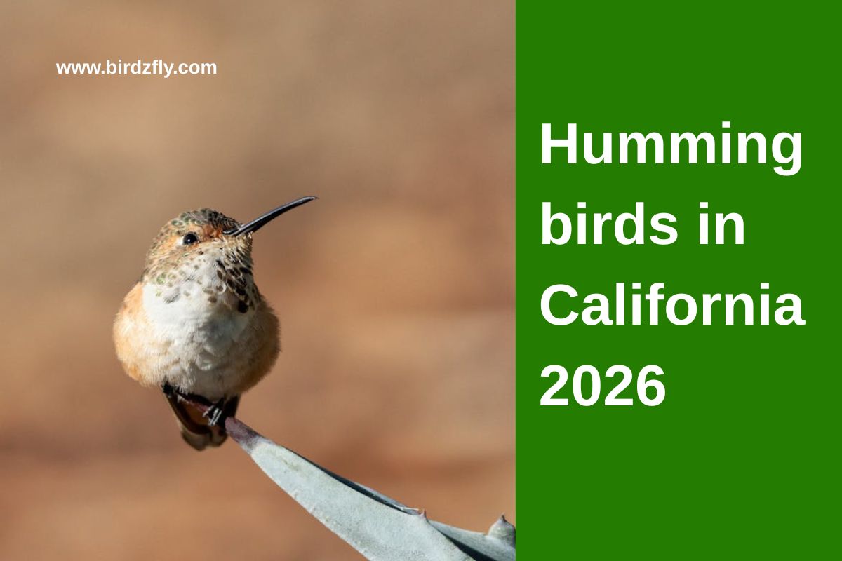 Hummingbirds in California 2026: All Species, Migration & Backyard Tips 1 Hummingbirds in California 2026 All Species