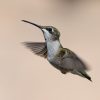 Hummingbirds in Texas 2026: Species, Migration Map & Feeding Guide 3 Hummingbirds in Texas 2026 Species, Migration Map & Feeding Guide
