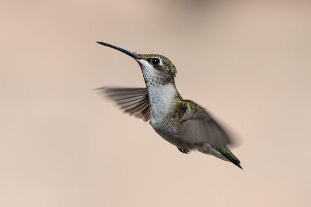 Hummingbirds in Texas 2026 Species, Migration Map & Feeding Guide