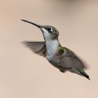 Hummingbirds in Texas 2026: Species, Migration Map & Feeding Guide 12 Hummingbirds in Texas 2026 Species, Migration Map & Feeding Guide