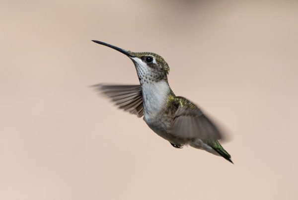 Hummingbirds in Texas 2026: Species, Migration Map & Feeding Guide 10 Hummingbirds in Texas 2026 Species, Migration Map & Feeding Guide
