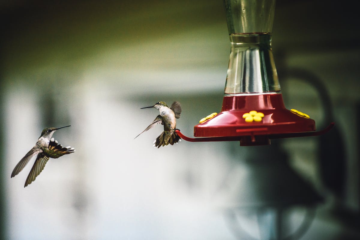 Hummingbirds in Texas 2026: Species, Migration Map & Feeding Guide 2 Hummingbirds in Texas 2026 Species, Migration Map & Feeding Guide