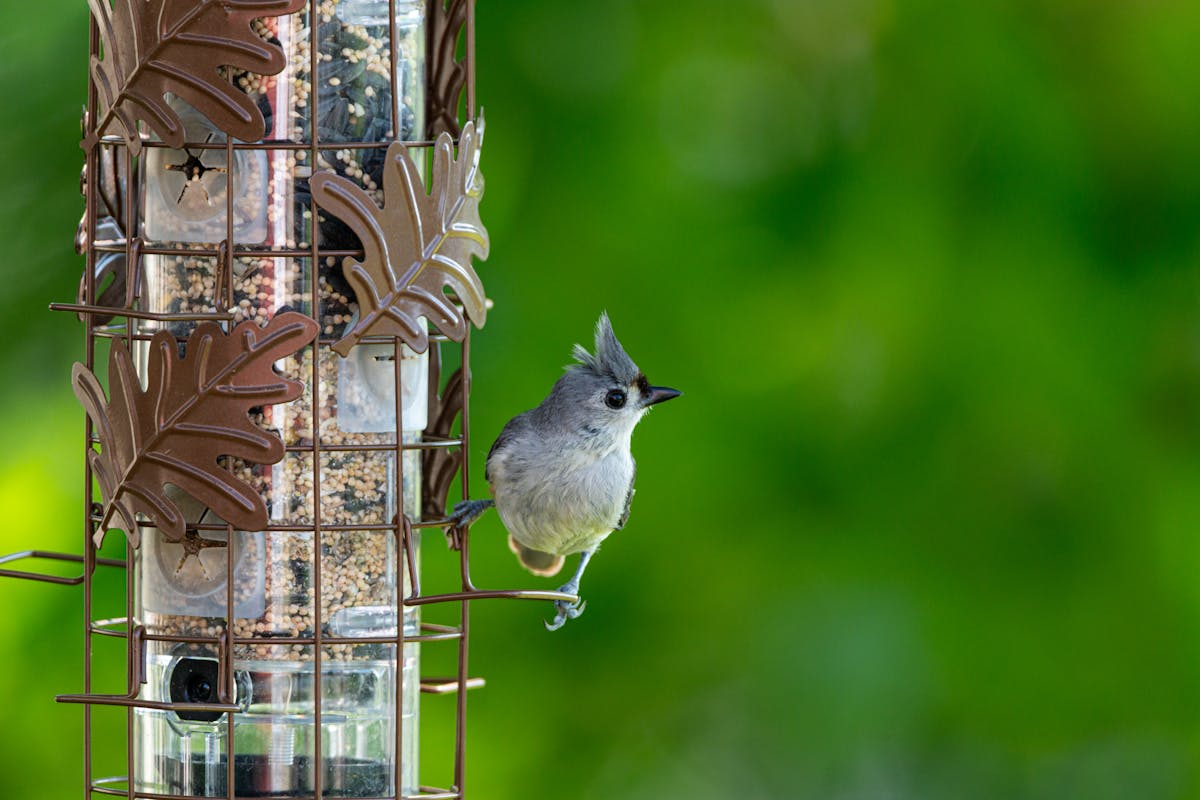 Hybrid Squirrel-Proof Bird Feeders: 8 That Really Work (Best) 1 Hybrid Squirrel-Proof Bird Feeders
