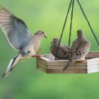 Hybrid Squirrel-Proof Bird Feeders: 8 That Really Work (Best) 5 Hybrid Squirrel-Proof Bird Feeders