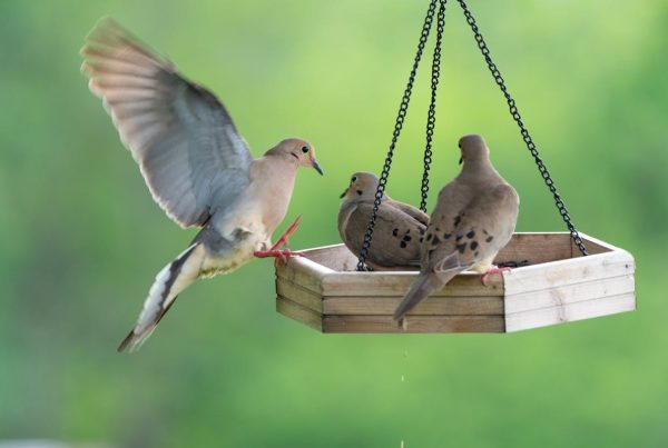 Hybrid Squirrel-Proof Bird Feeders: 8 That Really Work (Best) 5 Hybrid Squirrel-Proof Bird Feeders