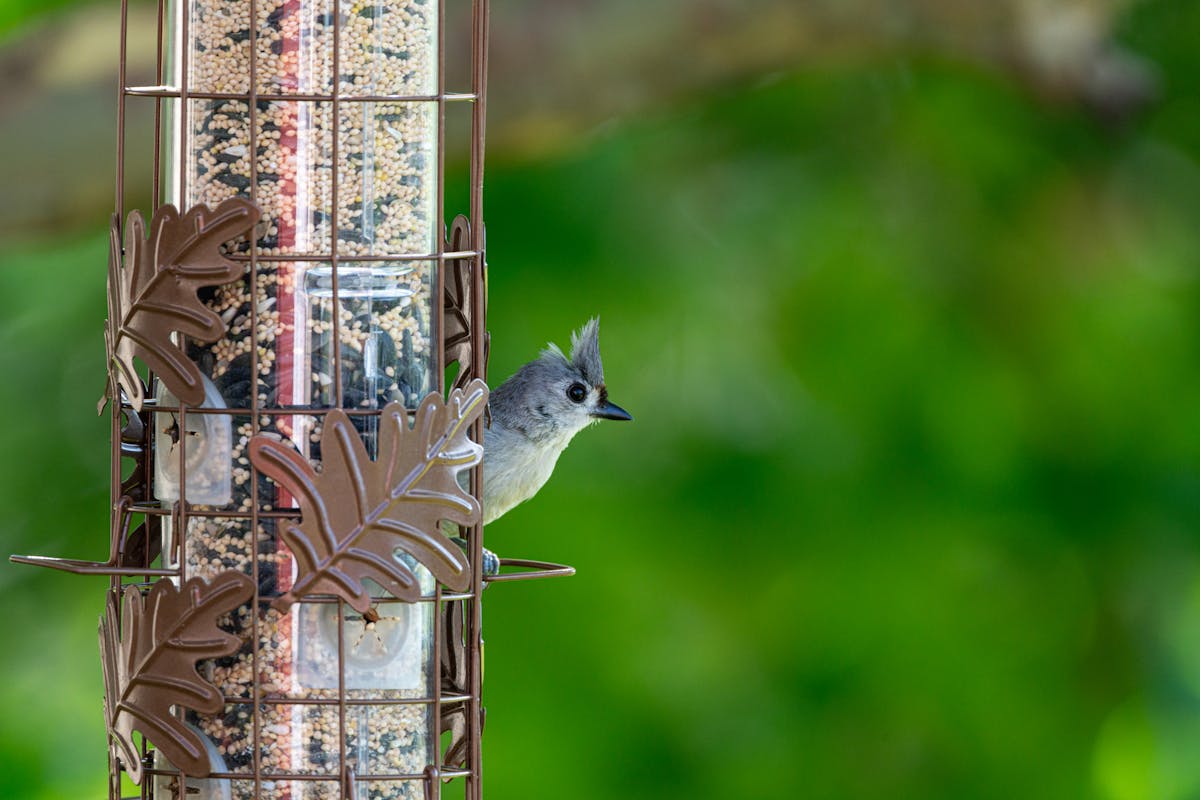 Hybrid Squirrel-Proof Bird Feeders: 8 That Really Work (Best) 5 Squirrel-Proof Stokes Select Bird Feeder