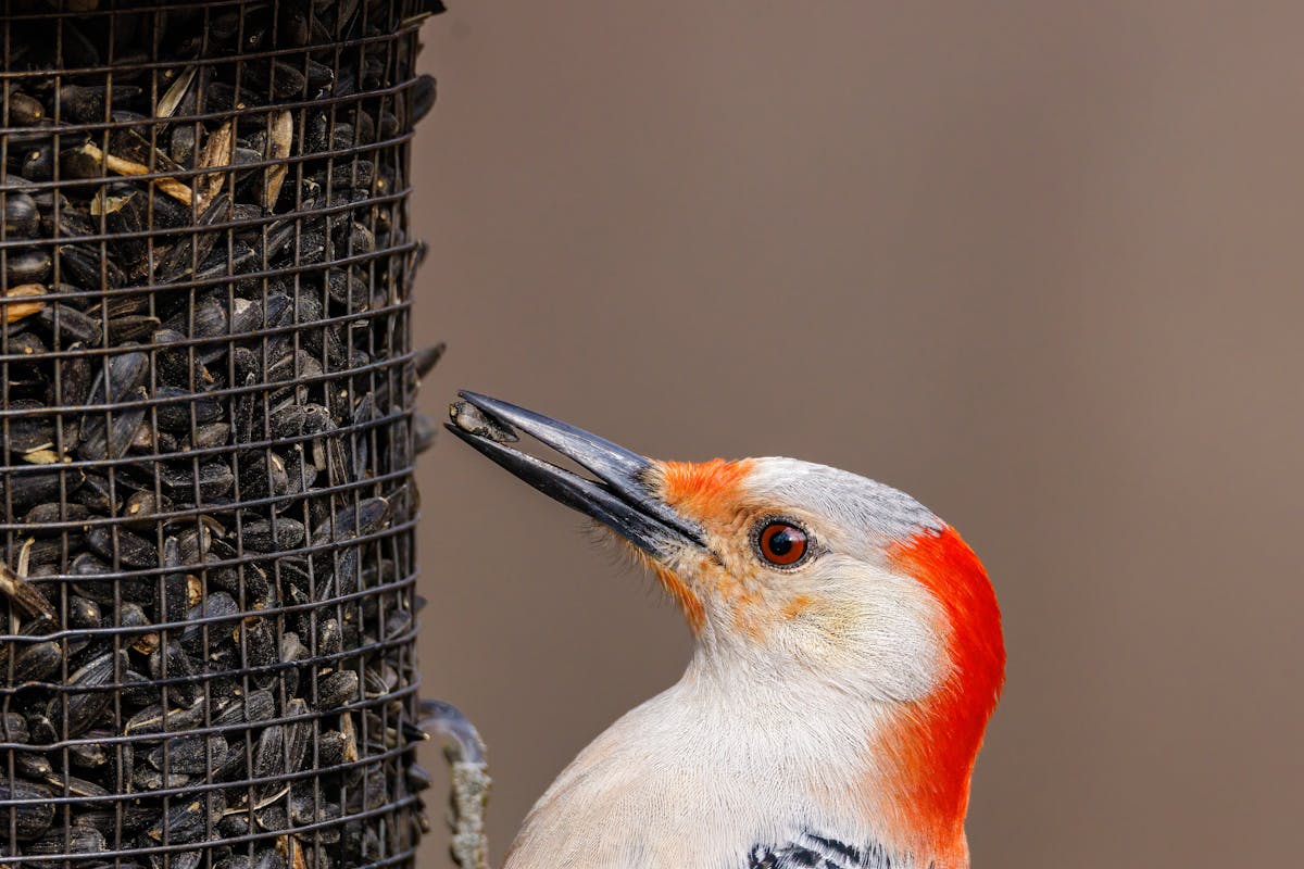 Best Bird Feeders for Cardinals: Top 7 Picks That Actually Work 8 Kingsyard Dual-Use Metal Mesh Feeders 2026
